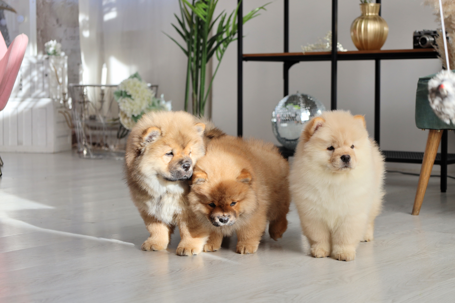 Здоровые щенки