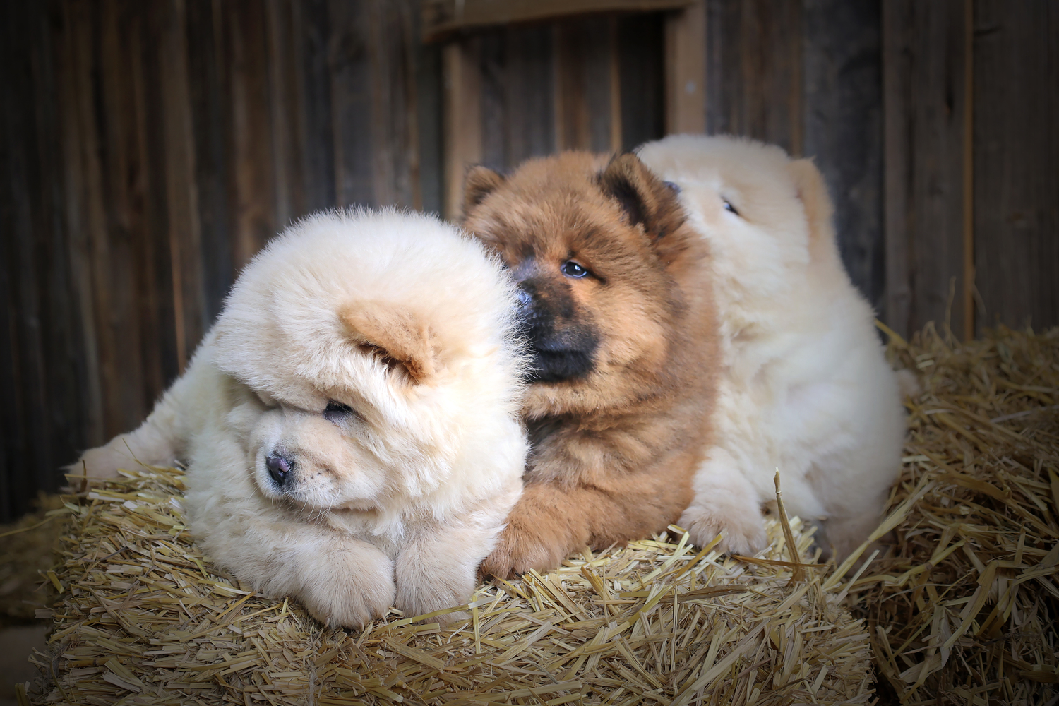 Более 30 выпускников